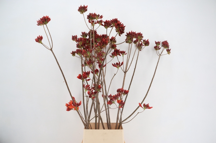 <h4>RHODO. NEW RED 140CM</h4>