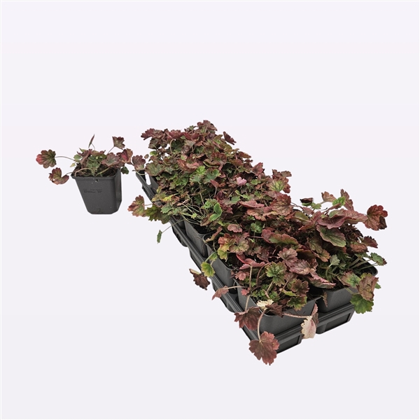 <h4>Heuchera Sanguinea 'Ruby Bells'</h4>