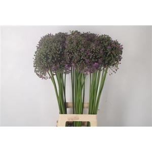 Allium Gladiator Seeds X60