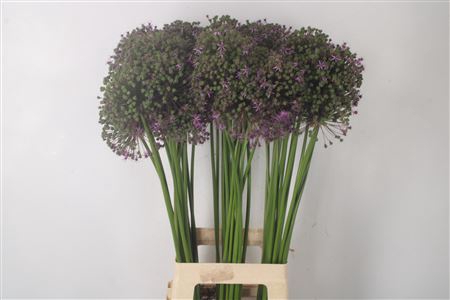 <h4>Allium Gladiator Seeds X60</h4>