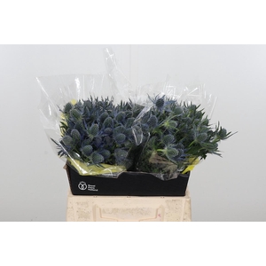 Eryng Mag Blue Lagoo