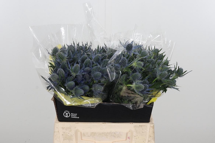 <h4>Eryng Mag Blue Lagoo</h4>