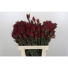 Leucadendron Blush Spray