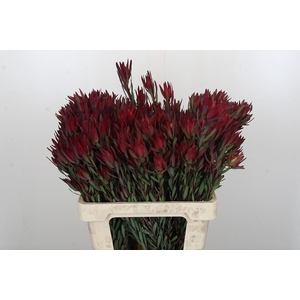 Leucadendron Blush Spray