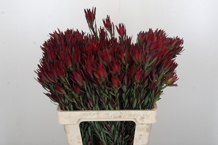Leucadendron Blush Spray