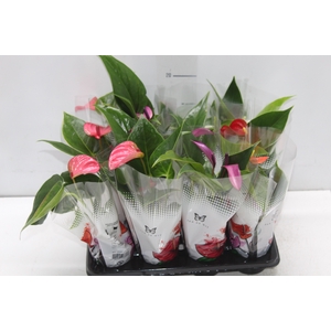 ANTHURIUM VARIADO P06