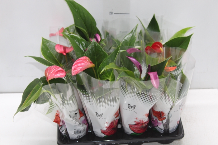 <h4>ANTHURIUM VARIADO P06</h4>