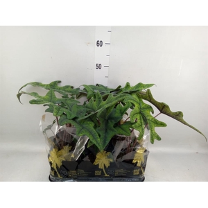 Alocasia   ...