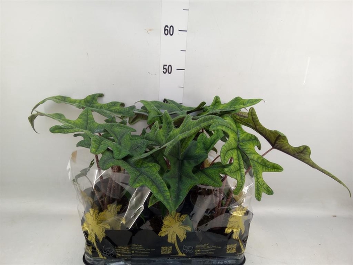 <h4>Alocasia ...</h4>