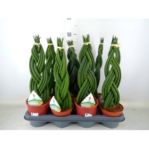 Sansevieria cyl.  ...