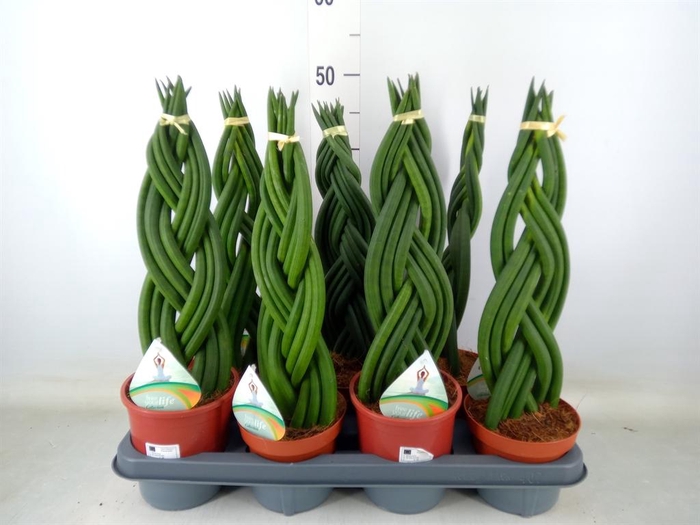 <h4>Sansevieria cyl.  ...</h4>