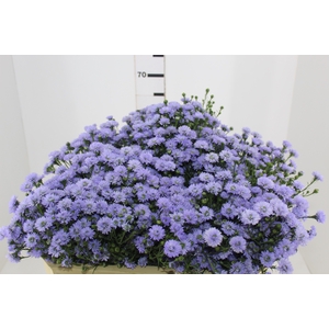 ASTER D. PLUS 060 CM MIN 20 GRAMAS