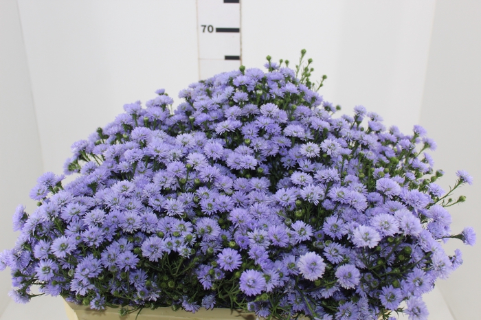 <h4>ASTER D. PLUS 060 CM MIN 20 GRAMAS</h4>