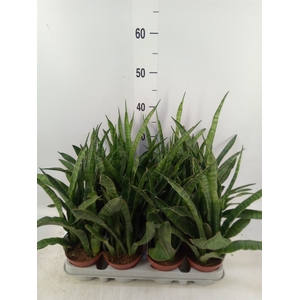 Sansevieria zeylanica 'Greenline'