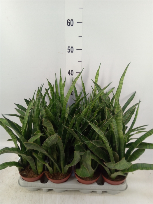 <h4>Sansevieria zeylanica 'Greenline'</h4>