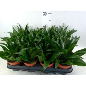 Dracaena frag. 'Compacta'