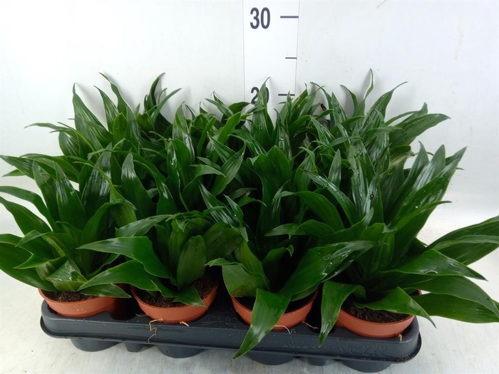 <h4>Dracaena frag. 'Compacta'</h4>