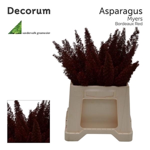 Asp myers 50cm Bordeaux red