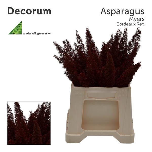 <h4>Asp myers 50cm Bordeaux red</h4>