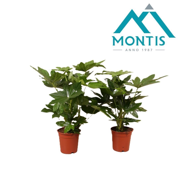 <h4>Fatsia 17 cm</h4>