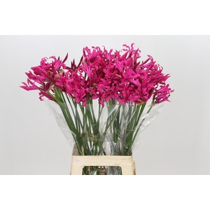 Nerine Sanne Artistiek