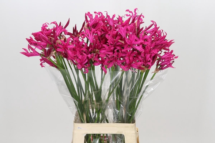 <h4>Nerine Sanne Artistiek</h4>