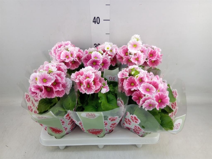 <h4>Primula obcon. 'Touch Me Red White'</h4>