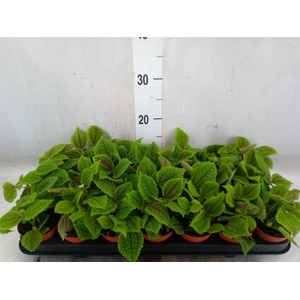 Pilea alumi