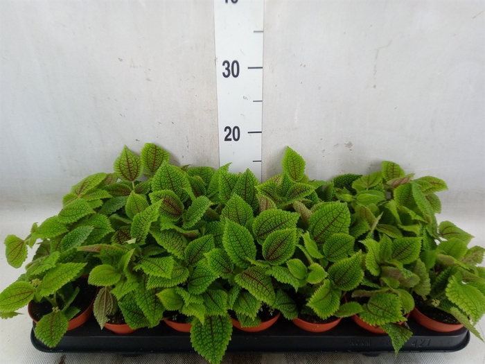 <h4>Pilea alumi</h4>