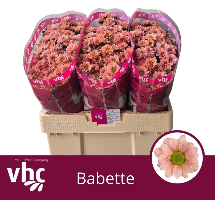 <h4>CHR S BABETTE</h4>