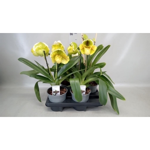 Paphiopedilum  'Amerikaanse hybrid'