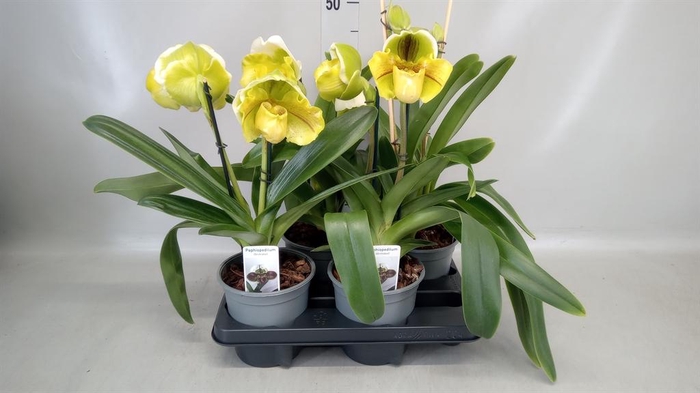 <h4>Paphiopedilum  'Amerikaanse hybrid'</h4>