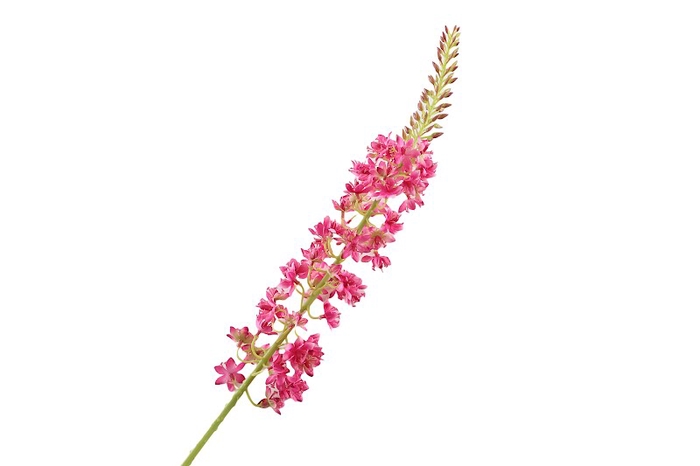 Eremurus Cerise
