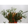 Banksia Ericifolia