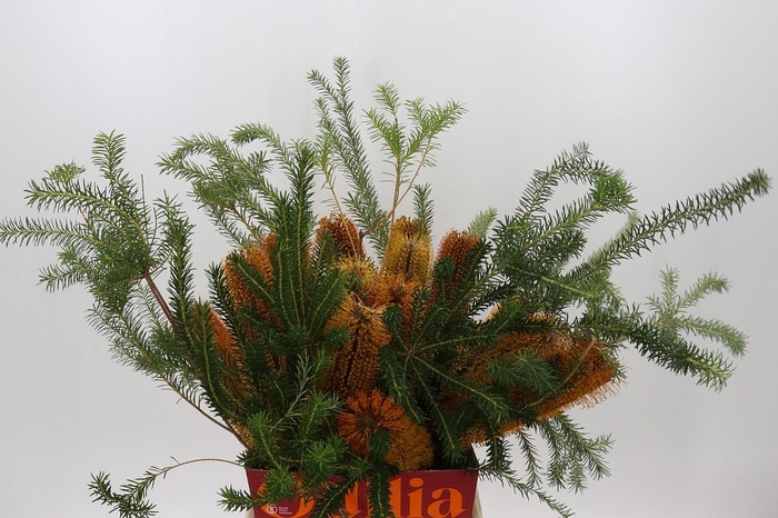 <h4>Banksia Ericifolia</h4>