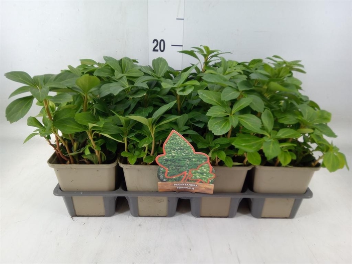 <h4>Pachysandra termin.</h4>