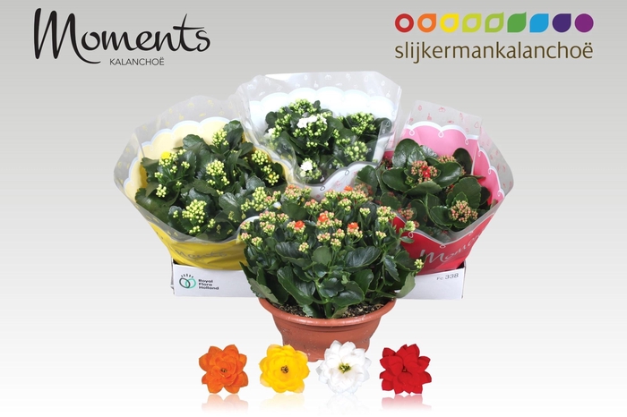 <h4>KAL GE GEM 4 KL</h4>