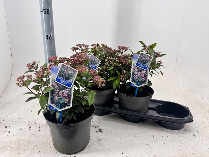 <h4>VIBU TINUS SPIRIT</h4>