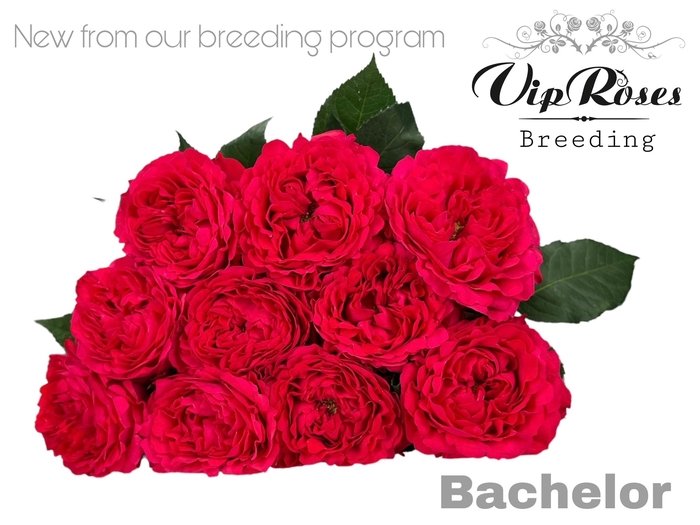 R GR BACHELOR x20