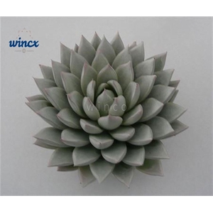 Echeveria Agavoides Paint White Cutflower