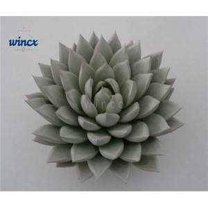 Echeveria Agavoides Paint White Cutflower