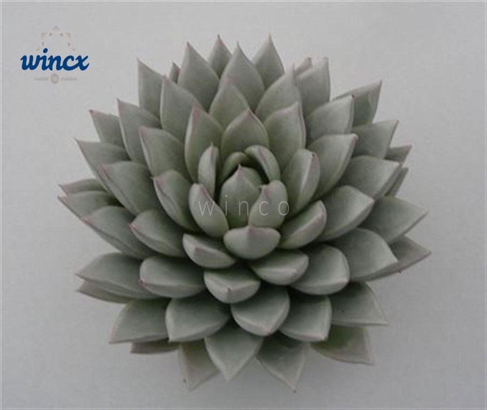 <h4>Echeveria Agavoides Paint White Cutflower</h4>