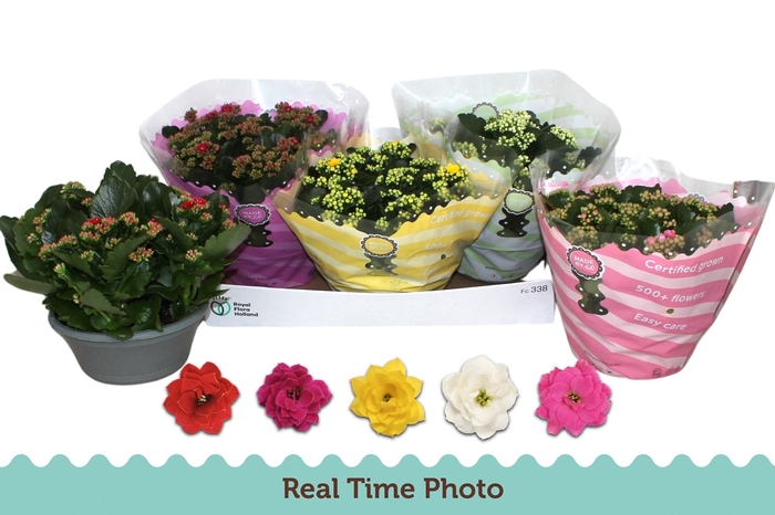 <h4>KAL GE GEM 5 KL</h4>