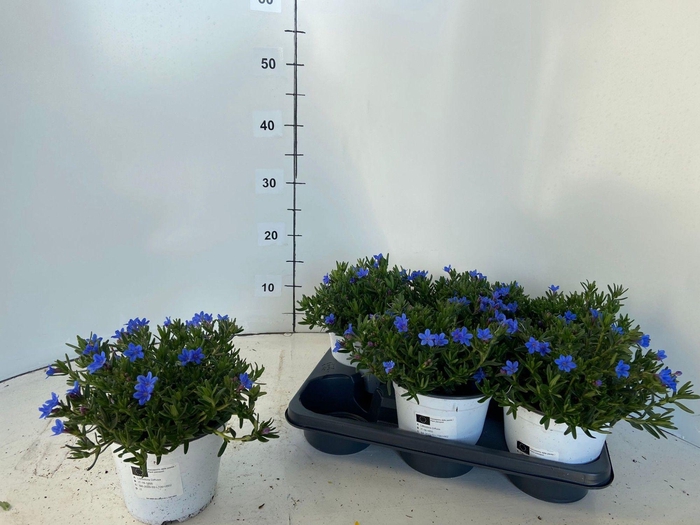 <h4>GLANDO DIF HEAVEN BL</h4>