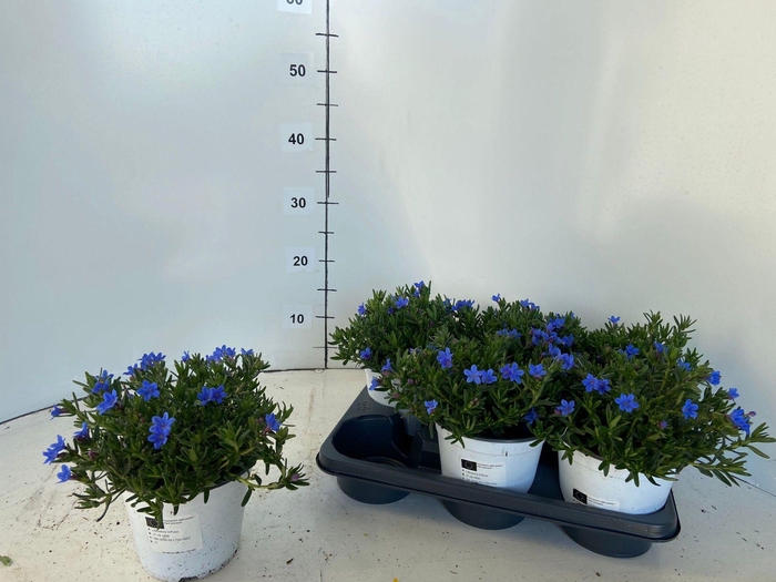 <h4>GLANDO DIFFUSA</h4>