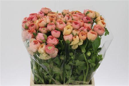 <h4>Ran El Salmon</h4>