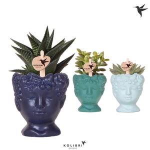 Kolibri Greens Succulenten mix in Fruity Head pot blue mix