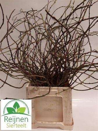 <h4>Salix Curly Locks</h4>