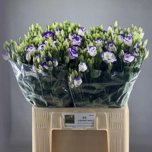 EUS G ROSI BLUE PICO