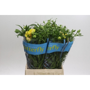 Ranunculus Butterfly Lotus